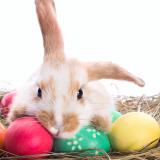shutterstock 98769605