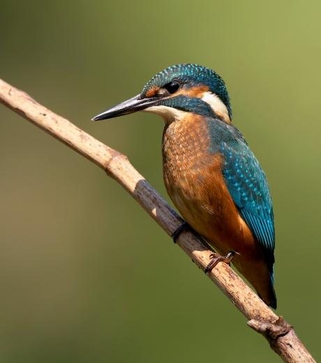 Eisvogel Kopie