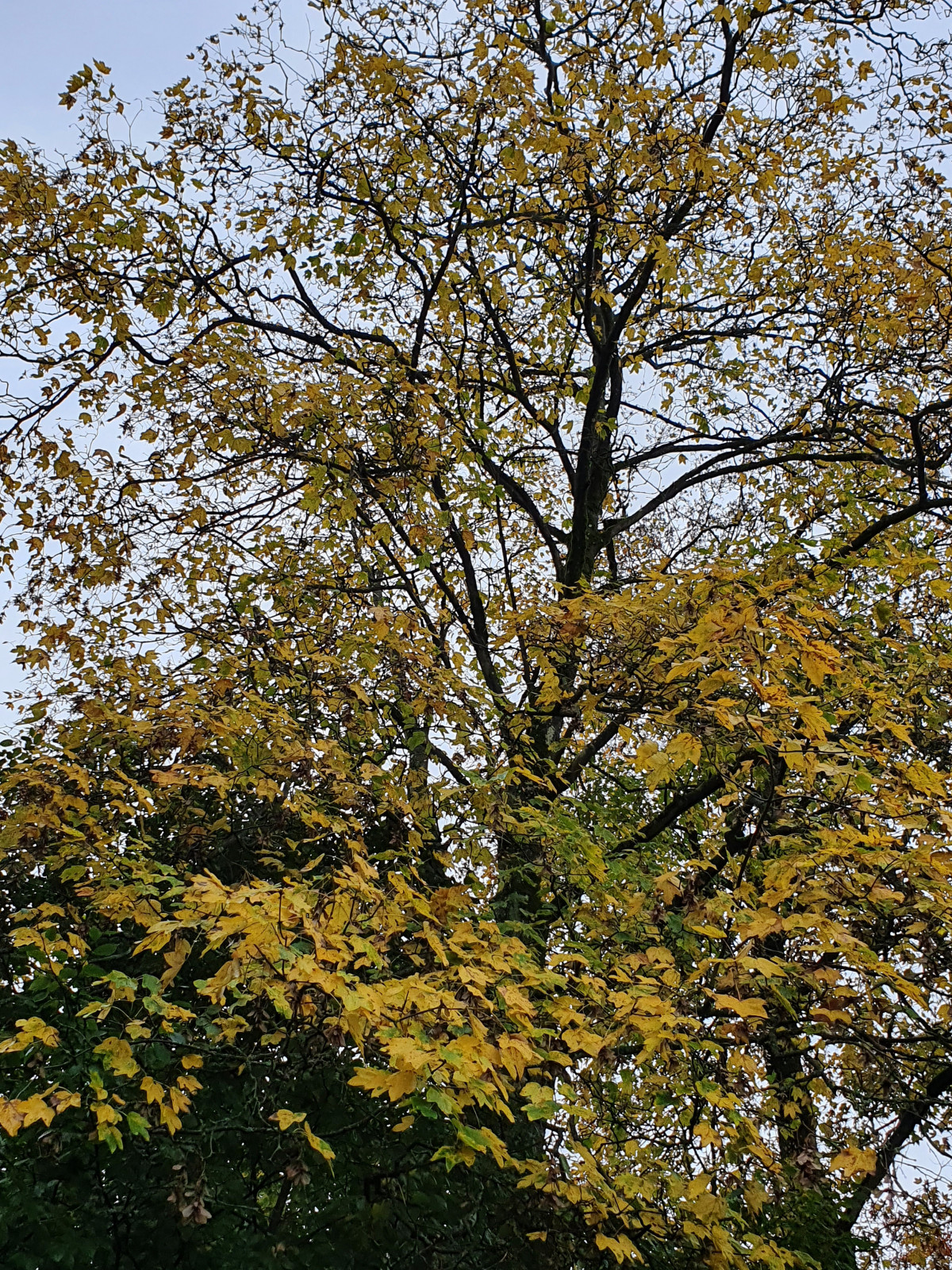 Herbstbaum