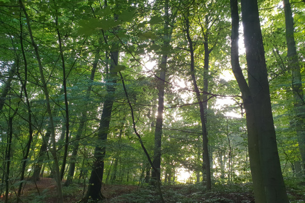 Wald am Morgen