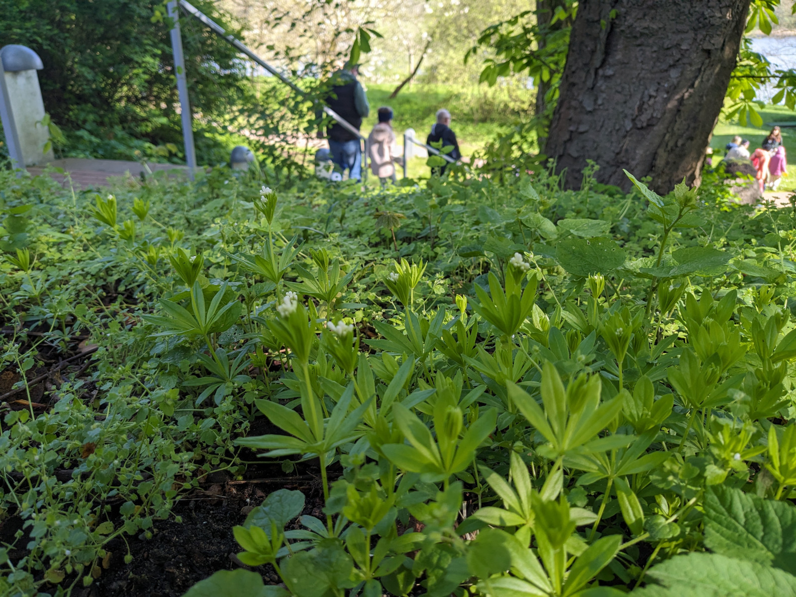 Waldmeister v6