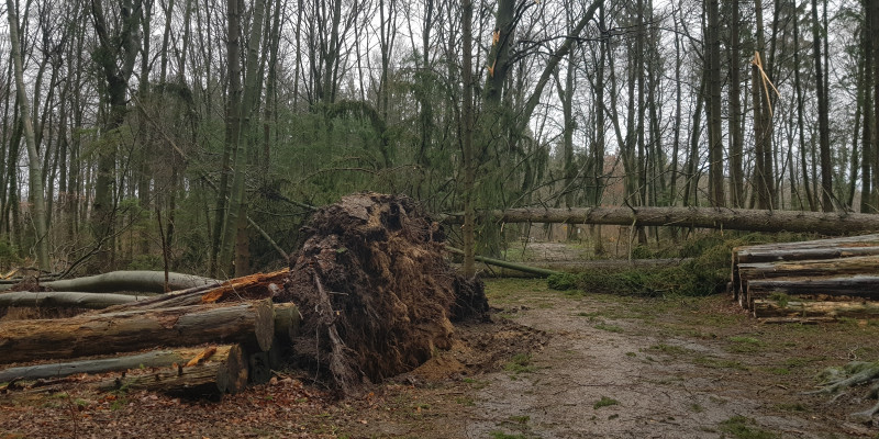 Windwurf im Naturerlebnis Sturm 17 v2.2. 1