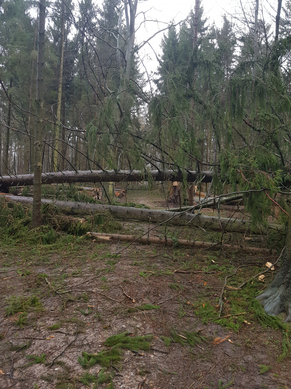 Windwurf im Naturerlebnis Sturm 17.2. 2