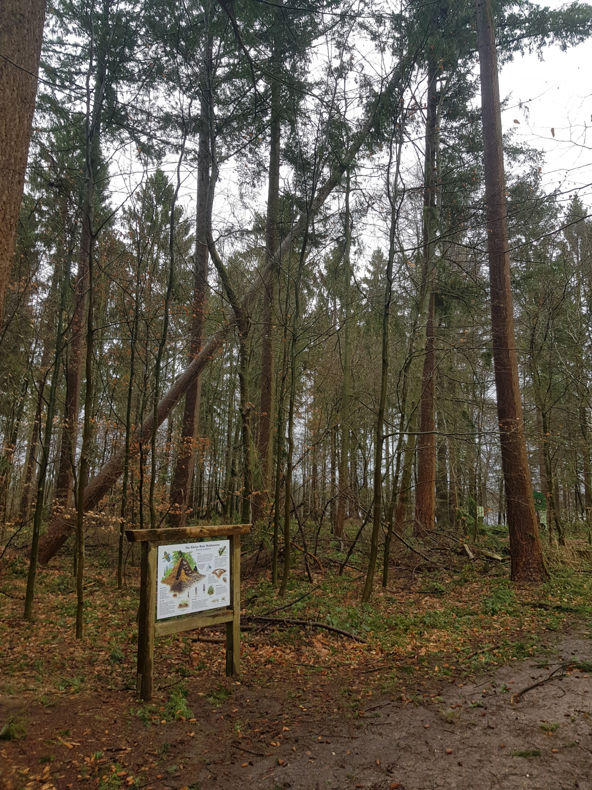 Windwurf im Naturerlebnis Sturm 17.2.